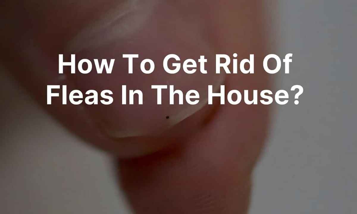 How to Get Rid of Fleas in House